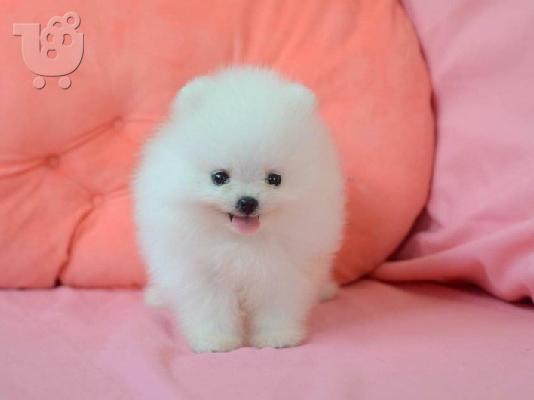 Εκπληκτικά Pomsky κουτάβια